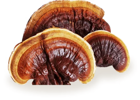 Reishi Mushroom