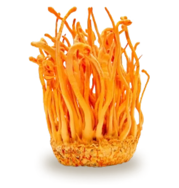 Cordyceps Mushroom