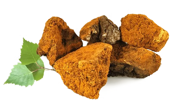 Chaga Mushroom
