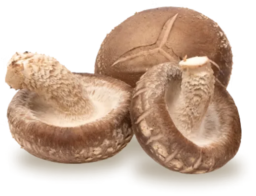 Shiitake Mushroom