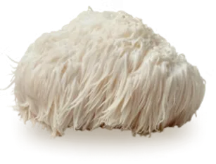 Lion's Mane Mushroom